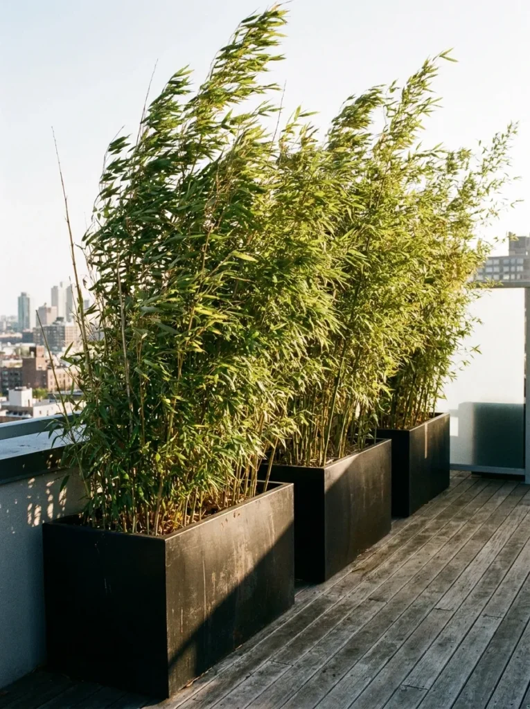 Tall bamboo in rectangular planters – instant green privacy wall