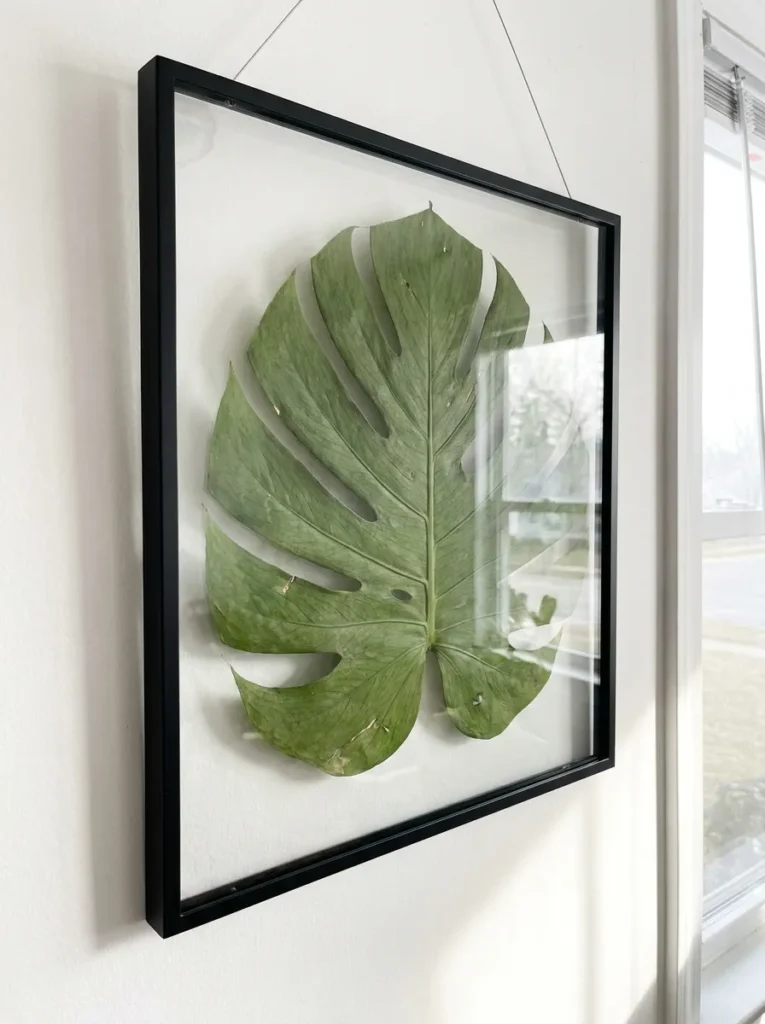 Pressed green monstera leaf inside a double glass floating frame